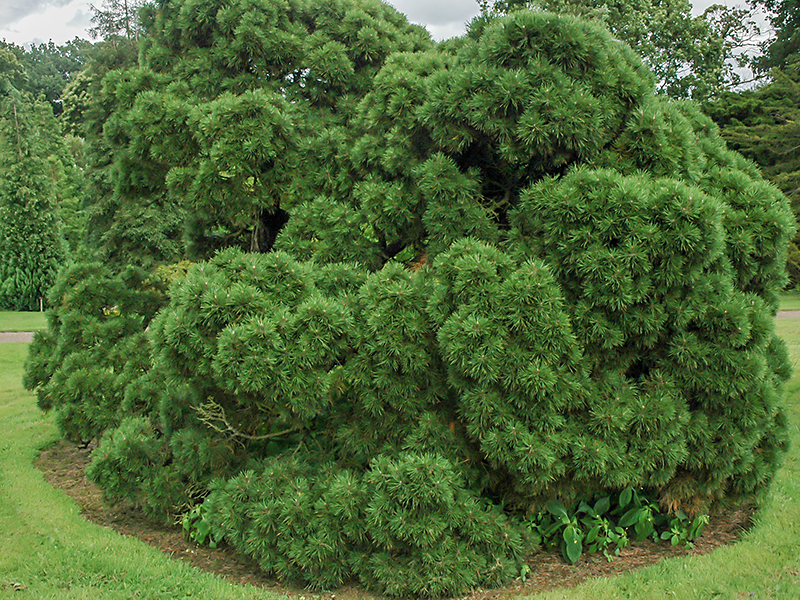 Pinus sylvestris 'Moseri' in Nymans Garden, England. Pinus sylvestris 'Moseri' in Nymans Garden, England.